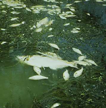 eutrophication dead fish